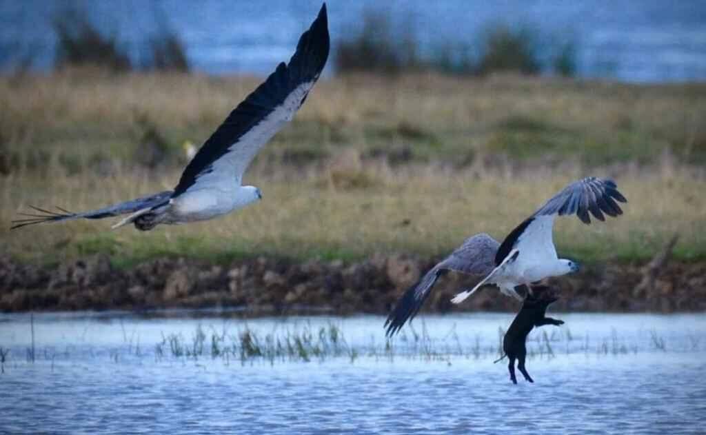 Águia captura porquinho em imagens impressionantes