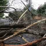 Tempestade derruba árvore de 6 metros e interdita rua no Jardim Autonomista
