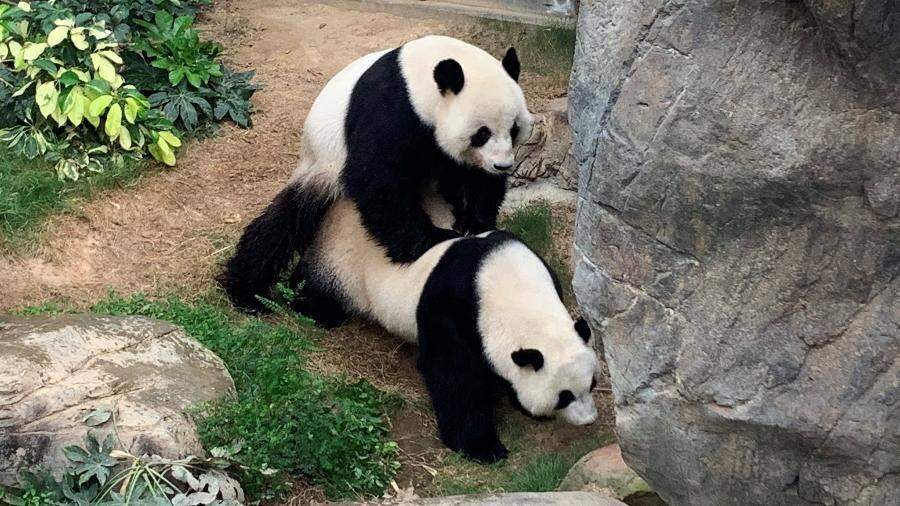 Pandas aproveitam zoológico vazio por quarentena para acasalar após dez anos