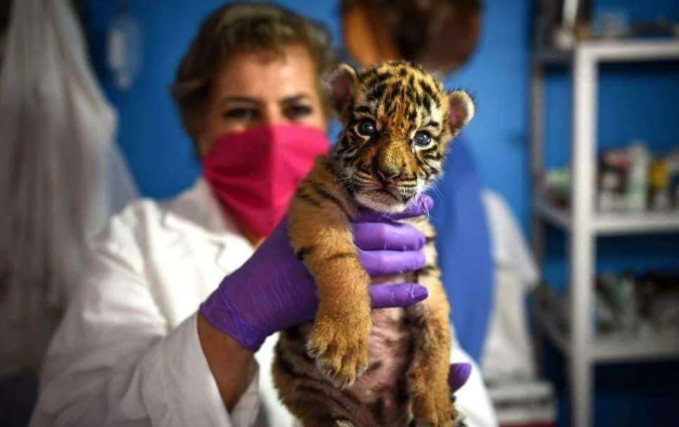 Covid, o tigre-bebê mexicano