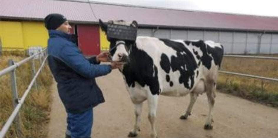 Vacas russas ganham visor de realidade virtual para dar mais leite.