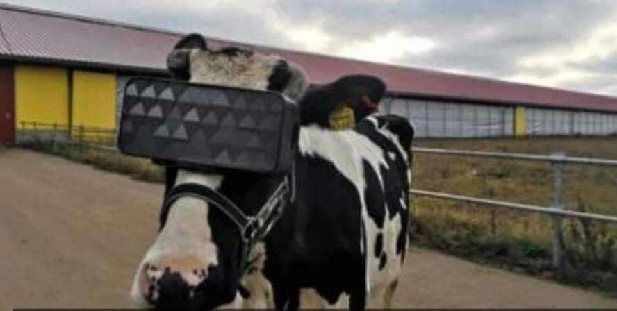 Vacas russas ganham visor de realidade virtual para dar mais leite.