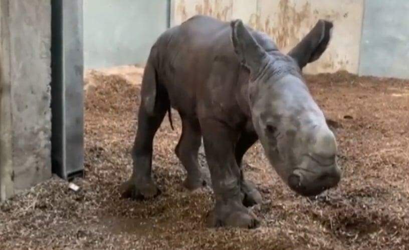 É uma menina! Primeiro rinoceronte branco nascido no zoológico de Zurique