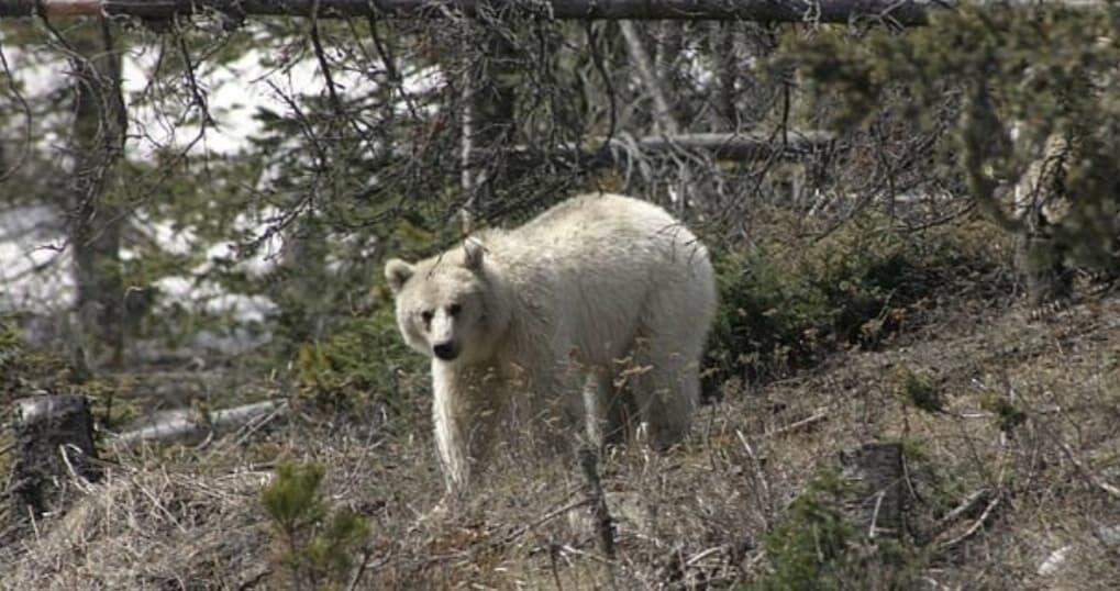 Ultra-raro urso branco foi avistado no Parque Nacional de Banff