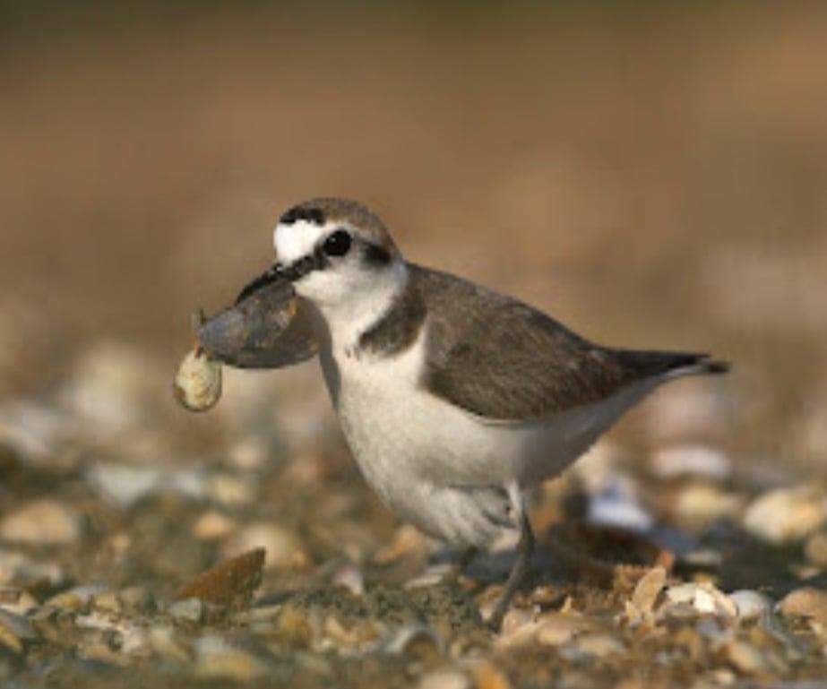 Praias e ilhas Finistère fechadas após a instalação de espécies de aves protegidas