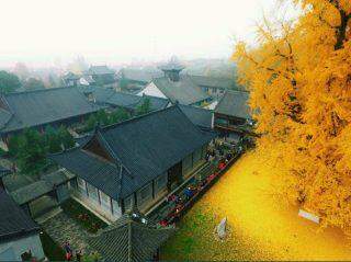 Árvore de 1.400 anos forma um  mar dourado em templo budista.