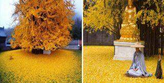 Árvore de 1.400 anos forma um  mar dourado em templo budista.