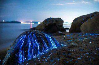 Camarões bioluminescentes ou vaga-lume do mar, no Japão.