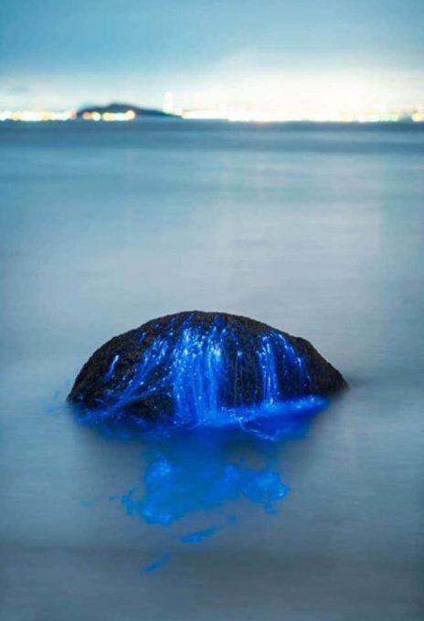 Camarões bioluminescentes ou vaga-lume do mar, no Japão.