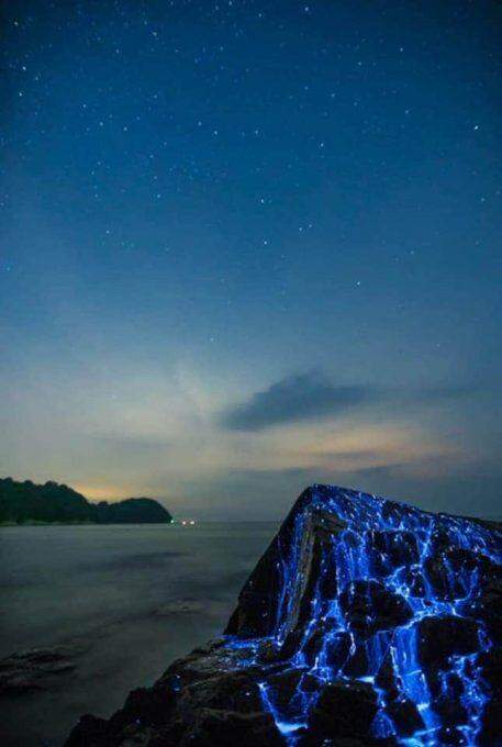 Camarões bioluminescentes ou vaga-lume do mar, no Japão.