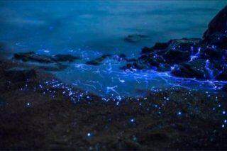 Camarões bioluminescentes ou vaga-lume do mar, no Japão.