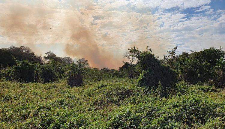 Poeta campo-grandense faz vaquinha para lançar livro sobre preservação do Pantanal