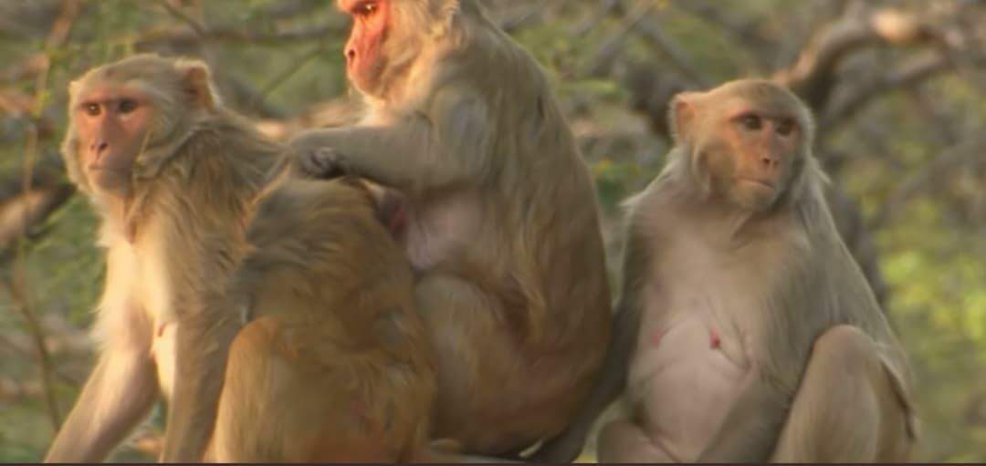 Estudo mostra que macacos conseguem desenvolver imunidade para novo coronavírus rapidamente