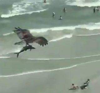 Uma águia carregando um tubarão em uma praia dos EUA