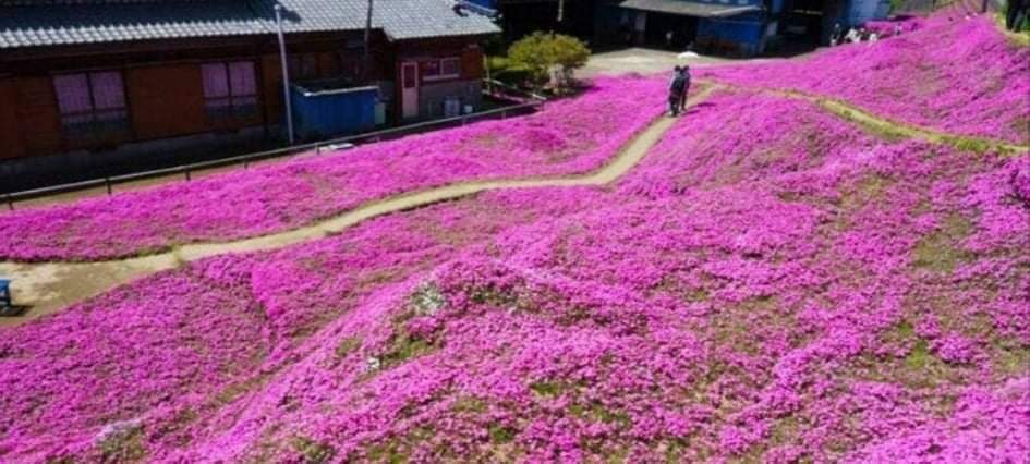 Marido passa 2 anos plantando flores para que esposa cega sinta o cheiro