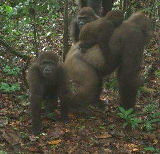 Os gorilas mais raros do mundo foram fotografados.