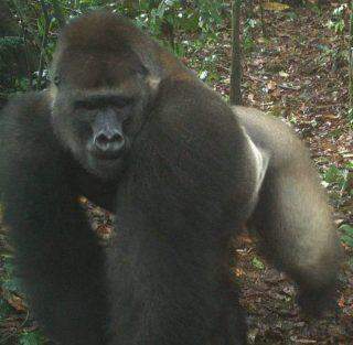 Os gorilas mais raros do mundo foram fotografados.