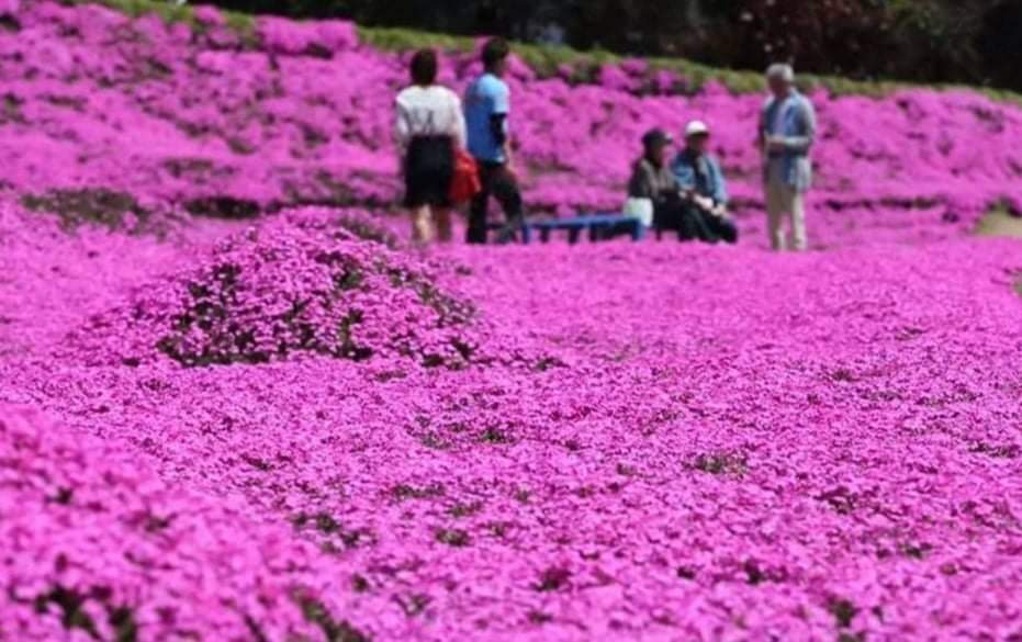 Marido passa 2 anos plantando flores para que esposa cega sinta o cheiro