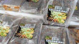 Gold colombiano: dupla é presa em depósito com mais de 90kg de ‘supermaconha'