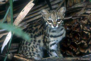 Gatinho ou onça? Bióloga registra espécie rara considerada o menor felino do Brasil