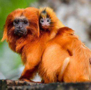Dois filhotes de mico-leão-dourado nascem em zoológico, no Reino Unido.