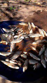 Baixo nível do Rio Correntes por mais de 1h matou 40 quilos de peixe em MS