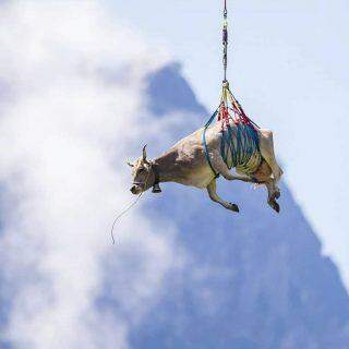 Transporte de vacas pelos Alpes suíços é feito por helicóptero.