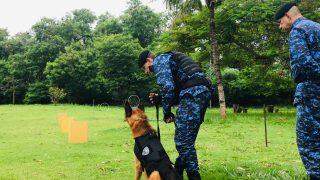 Guarda presta homenagens a Chacal, cão GCM que atuou em mais de 80 missões