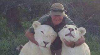 Ambientalista é morto por leoas albinas das quais cuidava