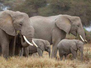 Famoso caçador de elefantes no Congo é condenado a 30 anos de prisão