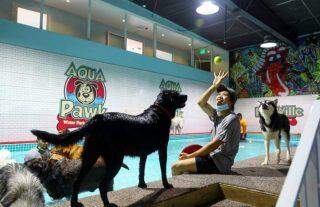 Dubai ganha parque aquático para pets