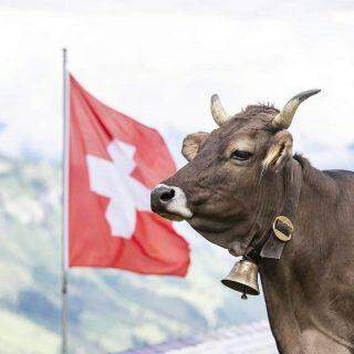 Transporte de vacas pelos Alpes suíços é feito por helicóptero.