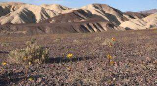 Vale da Morte, nos EUA, bate temperatura mais quente já registrada: 54,4ºC