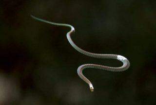 Cobras voadoras são identificadas por cientistas no sul e sudeste da Ásia.
