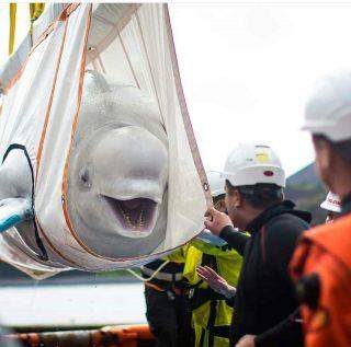 Depois de dez anos em aquário na China, baleias belugas são levadas para santuário na Islândia