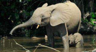 Famoso caçador de elefantes no Congo é condenado a 30 anos de prisão
