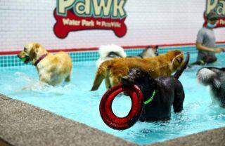 Dubai ganha parque aquático para pets