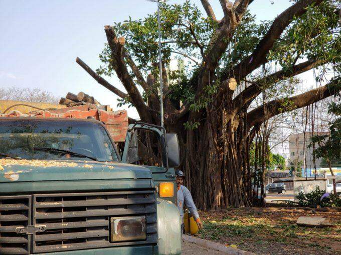 Poda em árvore no centro de Campo Grande assusta, mas tratamento deve fortalecer Figueira