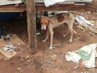 Mulher é presa e multada por maus-tratos contra seis cachorros