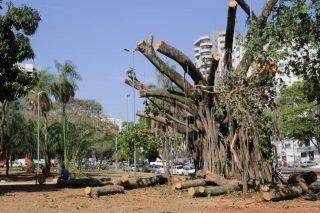 Na luta para salvar centenárias, Campo Grande tem uma árvore para cada 3 moradores