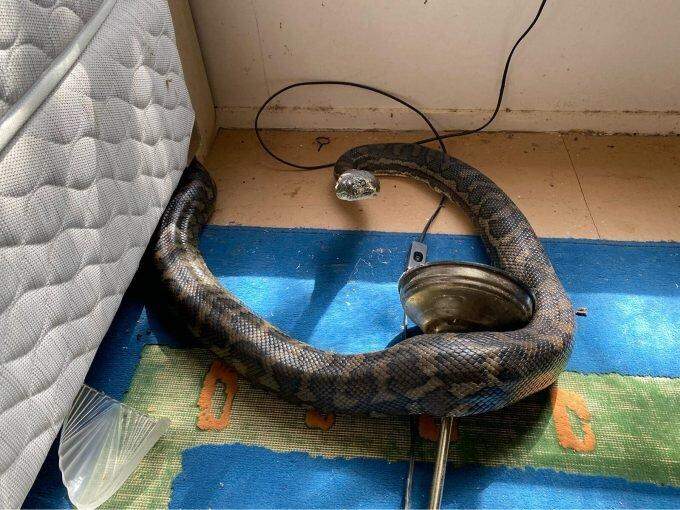 Australiano encontra cobras de 2,5m e 2,9m caídas de buraco no teto da cozinha