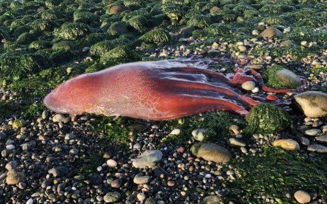 Polvo, lula ou monstro? Animal marítimo é encontrado nos EUA e gera duvidas entre cientistas