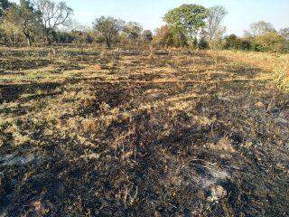 Fazendeira é multada em R$ 381 mil por incêndio em 95 hectares de vegetação