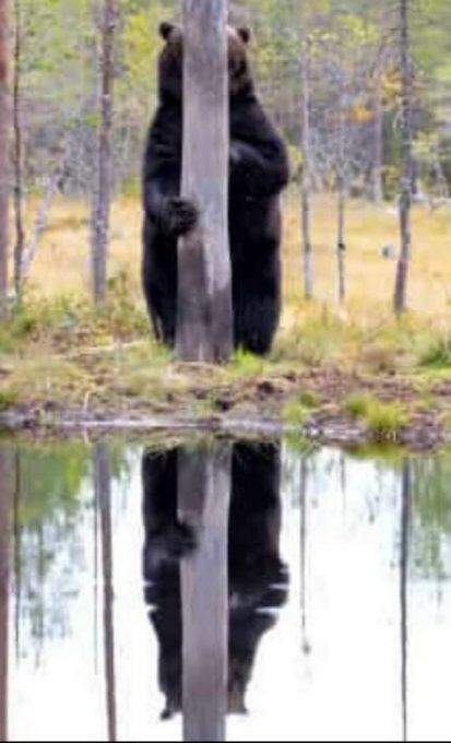 Conheça os finalistas do 'Comedy Wildlife Photo' 2020.