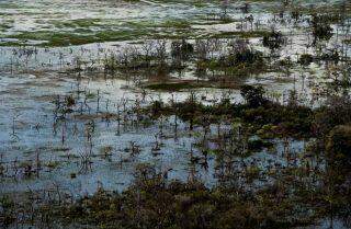 O Pantanal arde em chamas.