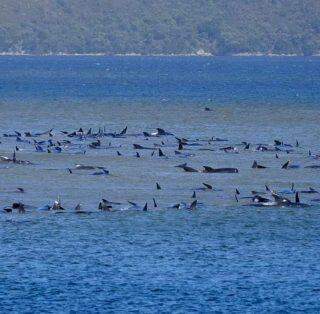 Centenas de baleias morrem encalhadas na Austrália.