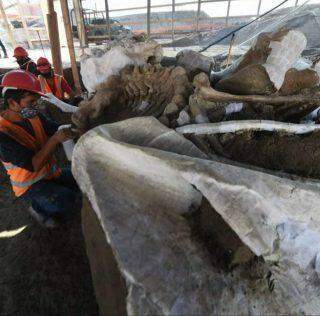 Centenas de ossos de mamutes foram encontrados no local de um futuro aeroporto do México