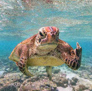 Conheça os finalistas do 'Comedy Wildlife Photo' 2020.