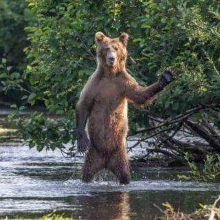 Conheça os finalistas do 'Comedy Wildlife Photo' 2020.