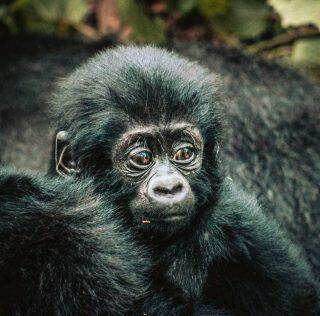 Baby boom': cinco bebés gorilas em seis semanas.